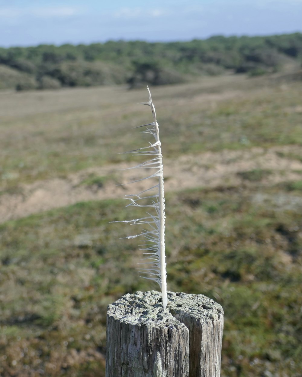 um toco de árvore com uma pequena planta branca saindo dele