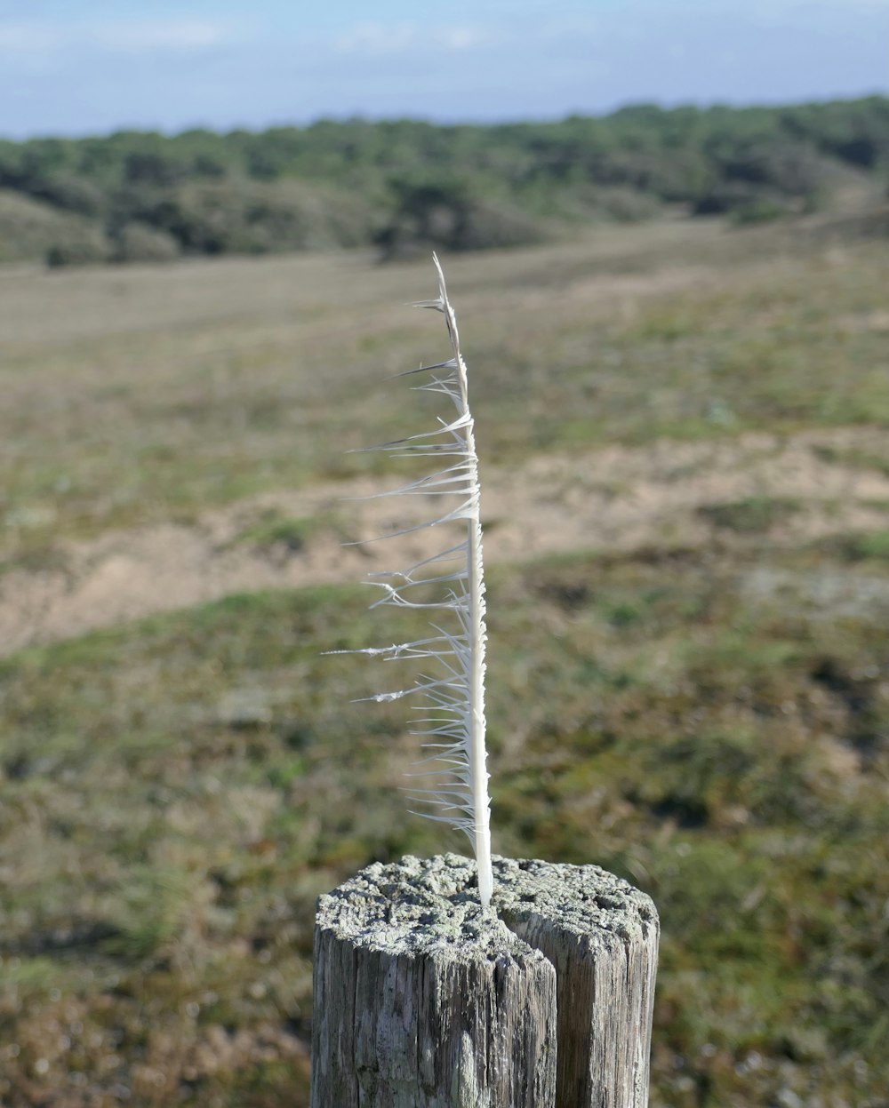a tree stump with a small white plant sticking out of it