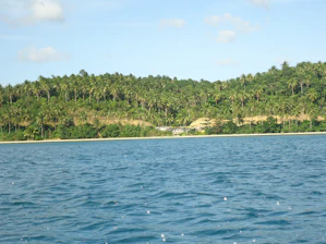 A serene landscape showcasing a tranquil beach with gentle waves and palm trees.