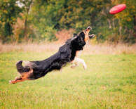A border collie catching a frisbee mid-air in a grassy open field.