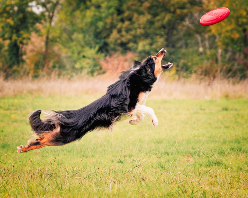 a dog jumping in the air to catch a frisbee