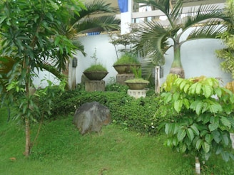 A lush garden scene with various green plants and trees surrounding three raised stone planters containing foliage. A large rock is situated on the grassy area in front of the planters. The background features a pale wall and a building structure with a blue fabric visible through the gaps.