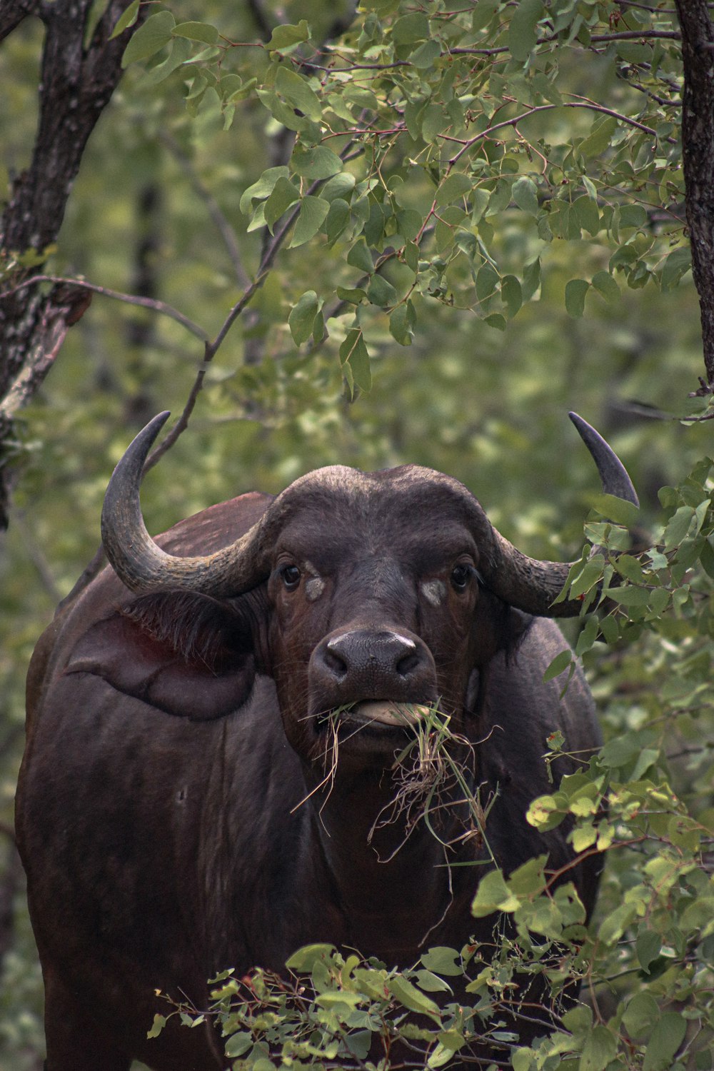 a bull with large horns standing in a forest