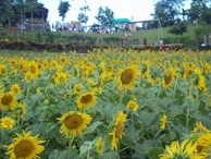 A wide shot of the paint party crowd seated outdoors at sunset, focused on their sunflower paintings.