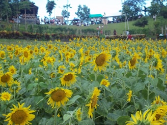 A wide shot of the paint party crowd seated outdoors at sunset, focused on their sunflower paintings.
