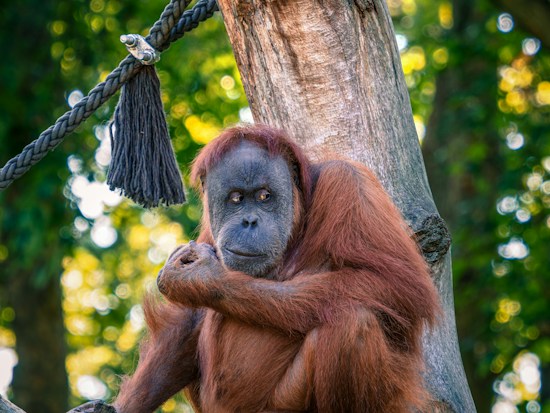 An orangutan is sitting against a tree trunk, with its arms crossed over its chest. The background is leafy and blurred, with sunlight creating a bokeh effect. The orangutan has reddish-brown fur and an expressive face.