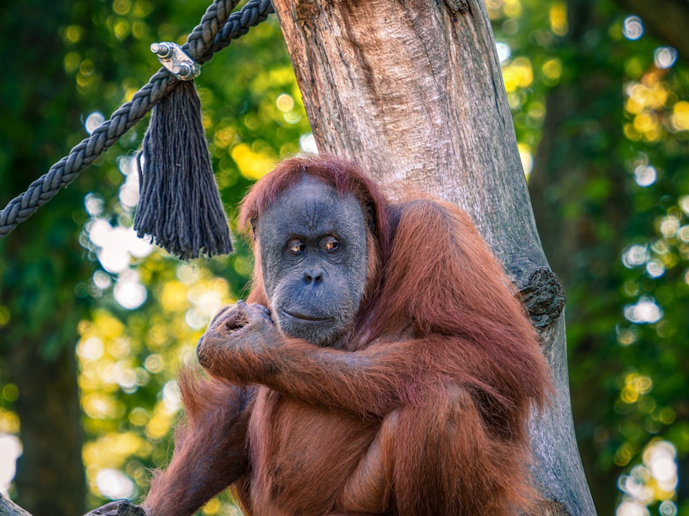 an oranguel hanging from a rope in a tree