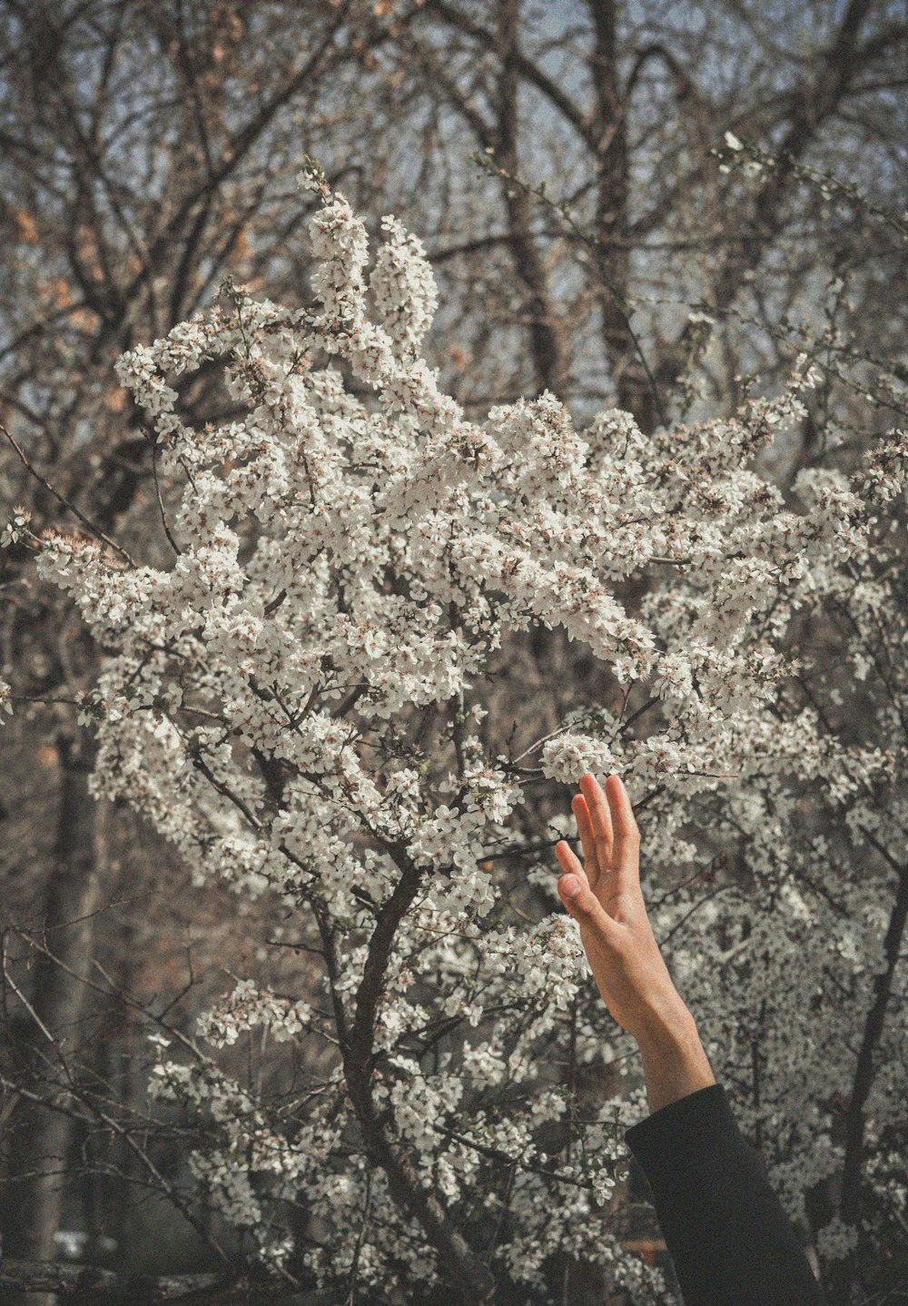 a hand reaching for a white flower on a tree