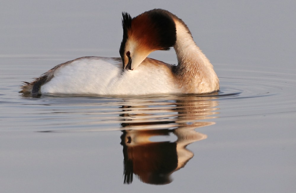 a duck with its head in the water