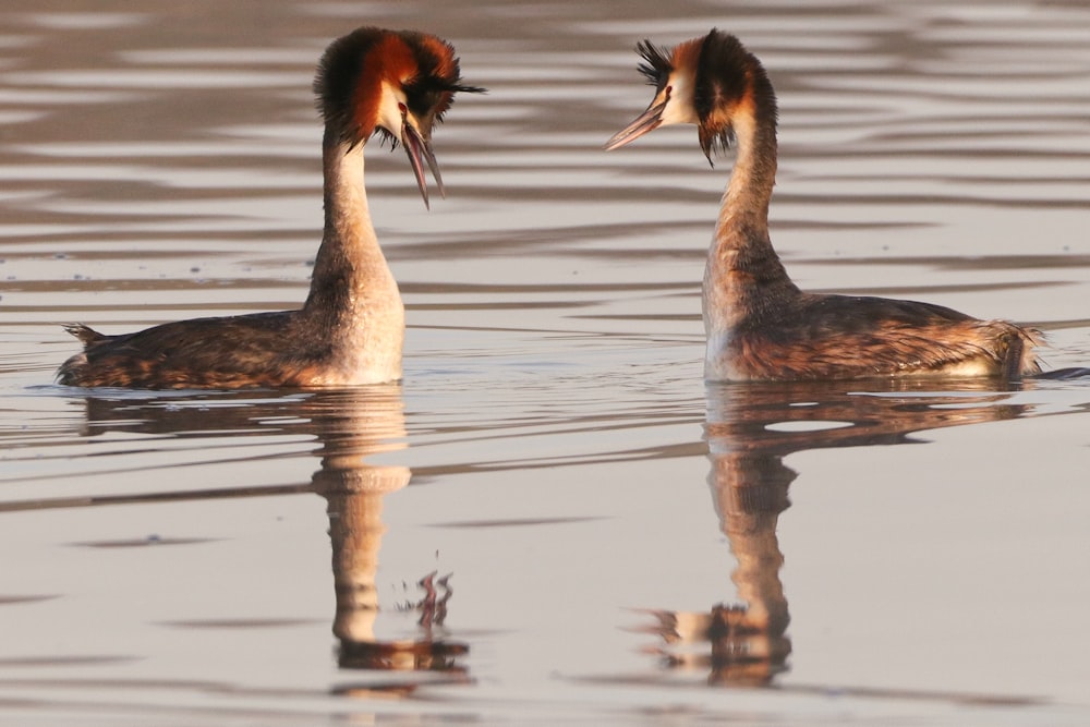 a couple of birds that are in the water