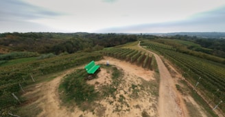 An aerial view of a vineyard landscape featuring rows of grapevines stretching across rolling hills. A dirt path runs alongside the vines, curving through the terrain. A small green-roofed shelter is visible near the path, surrounded by sparse grassy patches.