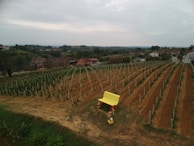 A vineyard stretches across a green and brown landscape, with neatly aligned rows of grapevines. In the foreground, a large yellow bench stands out against the earth-toned ground. Several residential buildings with red roofs are scattered in the background, surrounded by lush trees and rolling hills under an overcast sky.