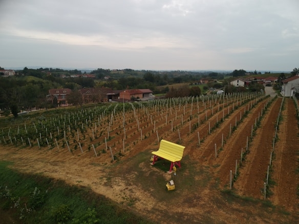 A vineyard stretches across a green and brown landscape, with neatly aligned rows of grapevines. In the foreground, a large yellow bench stands out against the earth-toned ground. Several residential buildings with red roofs are scattered in the background, surrounded by lush trees and rolling hills under an overcast sky.