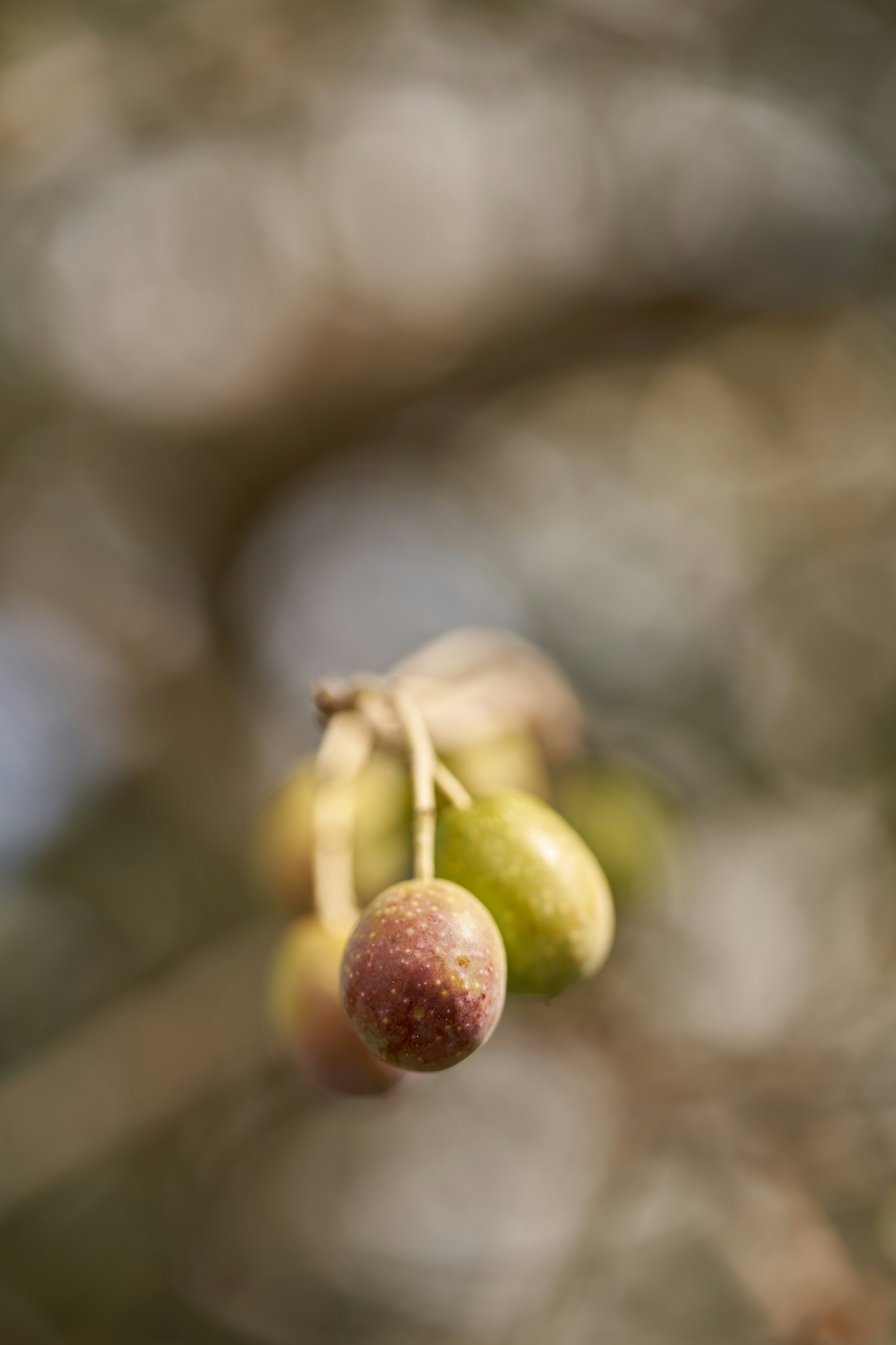 Photo by wolfgang_hasselmann