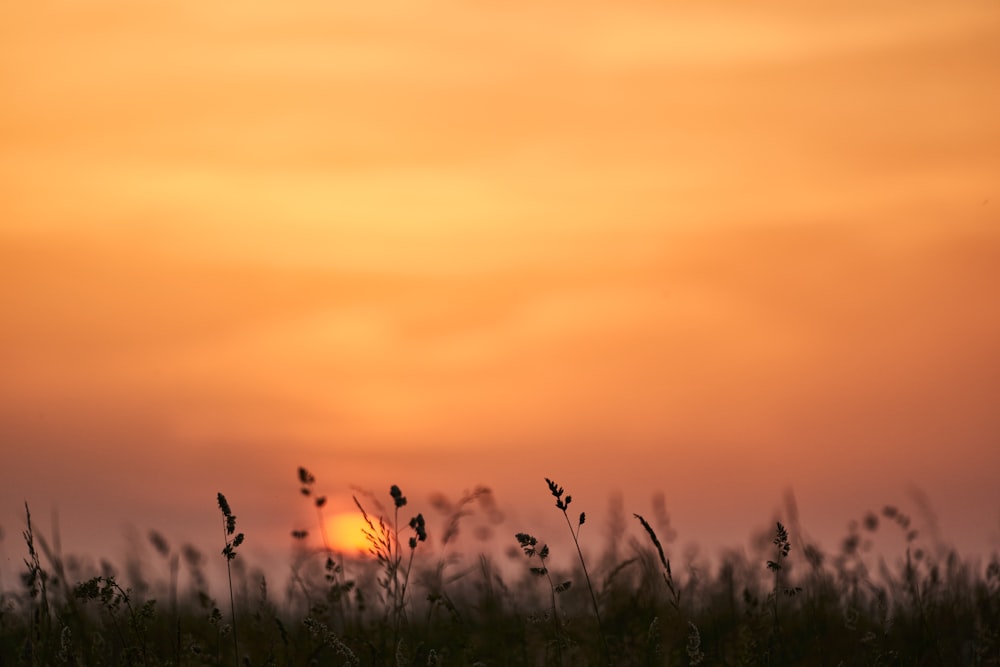 the sun is setting over a field of tall grass