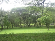 A serene park scene showcasing well-maintained public green spaces.