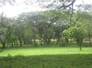 A lush, green park landscape with dense trees and a well-maintained grassy area. The scene is tranquil and serene, with sunlight filtering through the leafy canopy of the trees.