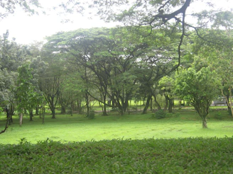 A serene view of Parque Bela Vista's lush green landscape with cozy cabins nestled among trees.