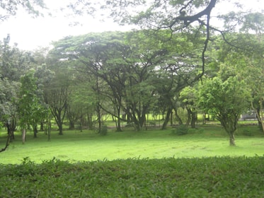 A lush, green park landscape with dense trees and a well-maintained grassy area. The scene is tranquil and serene, with sunlight filtering through the leafy canopy of the trees.