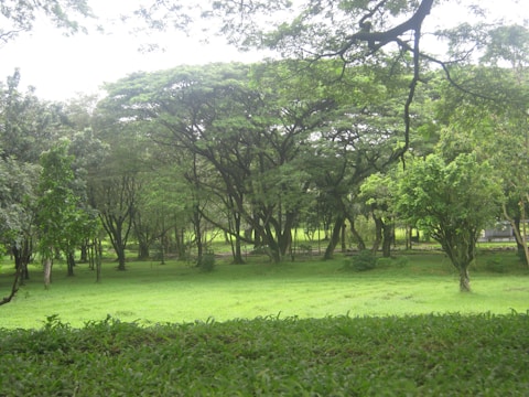 A landscape shot of a serene green park area.