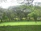 Public park with thick, green grass and healthy trees after organic compost application