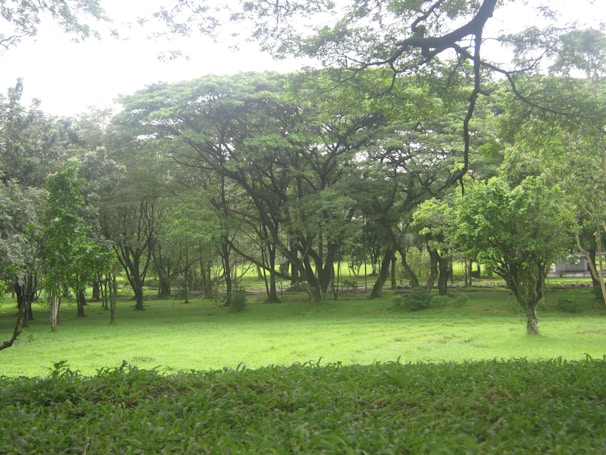 A tranquil outdoor space with lush greenery.