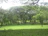 Public park with thick, green grass and healthy trees after organic compost application