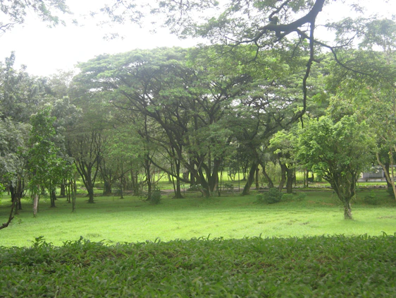 A serene view of Parque Bela Vista's lush green landscape with cozy cabins nestled among trees.