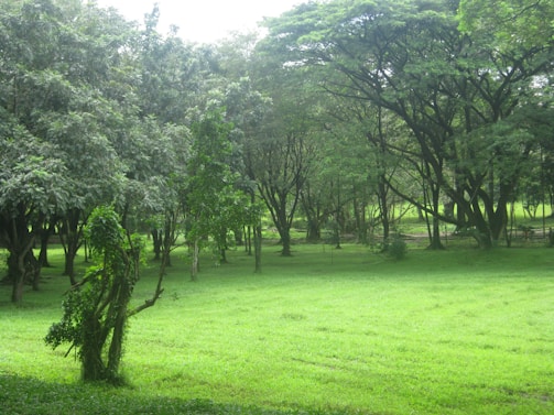 An expansive grassy field bordered by dense clusters of tall trees with lush green foliage. Sunlight filters through the canopy, casting dappled shadows on the ground. The area feels serene and untouched by urban development.