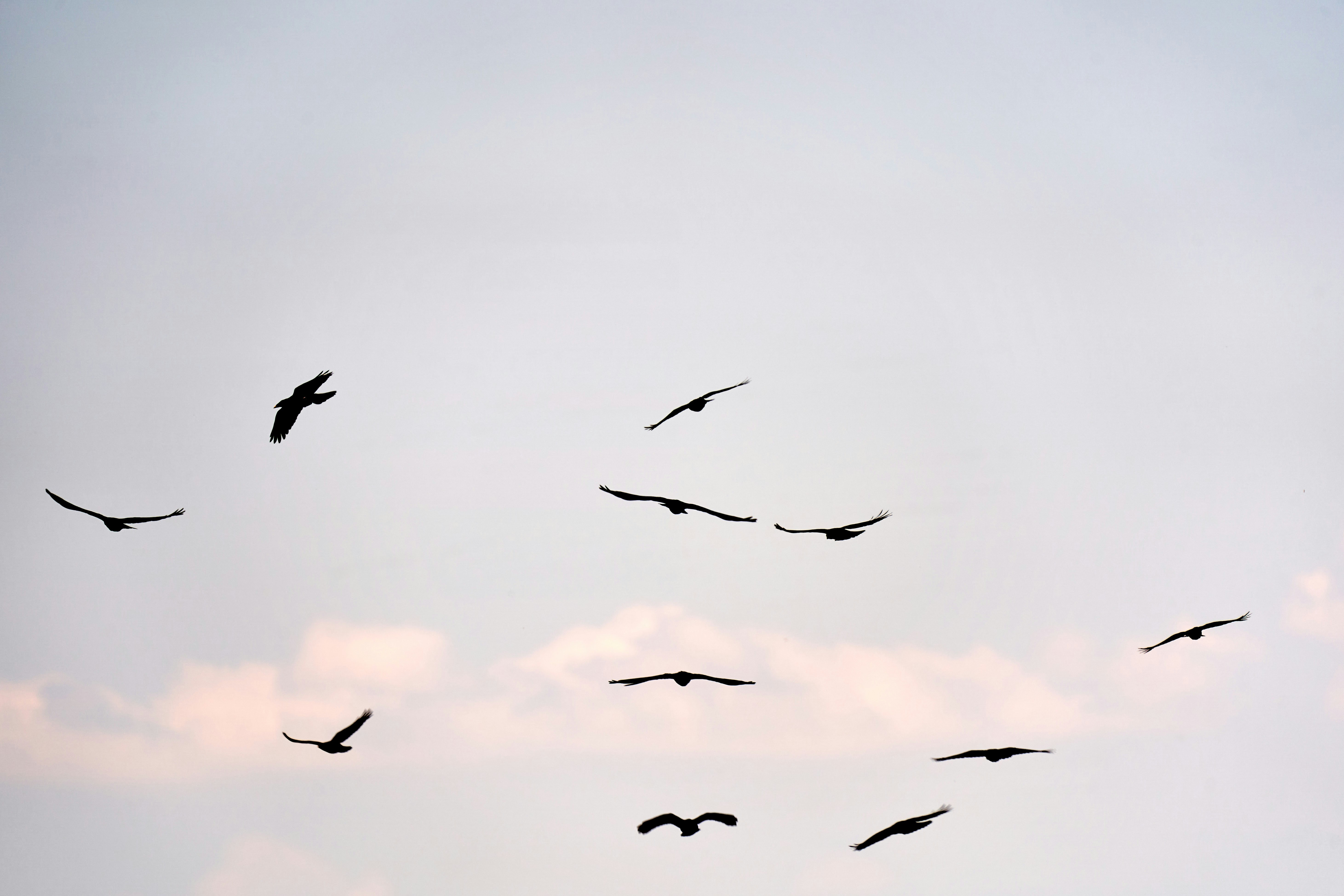 Photo by wolfgang_hasselmann