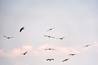 A group of white doves soaring together against a soft blue sky.