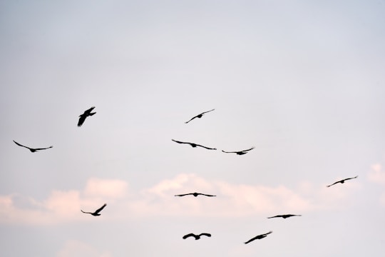 A group of birds is flying across a softly clouded sky, silhouetted against a backdrop of pale blue and white.