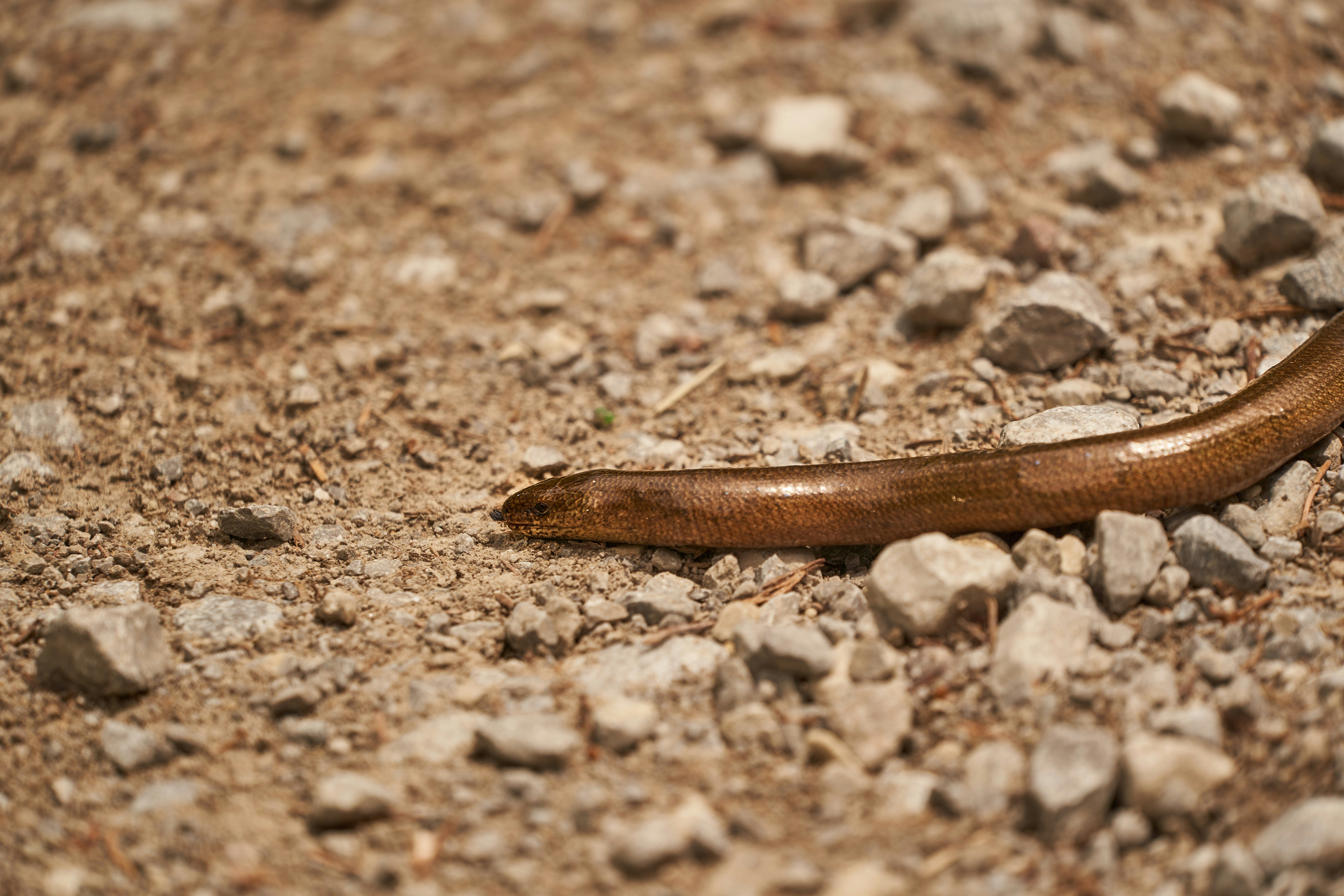 Photo by wolfgang_hasselmann