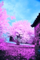 An infrared photograph featuring a surreal landscape with vibrant pink foliage and trees under a bright blue sky. A stone building with a dark roof is visible on the right, adding contrast to the scene. The vivid colors create an ethereal atmosphere.