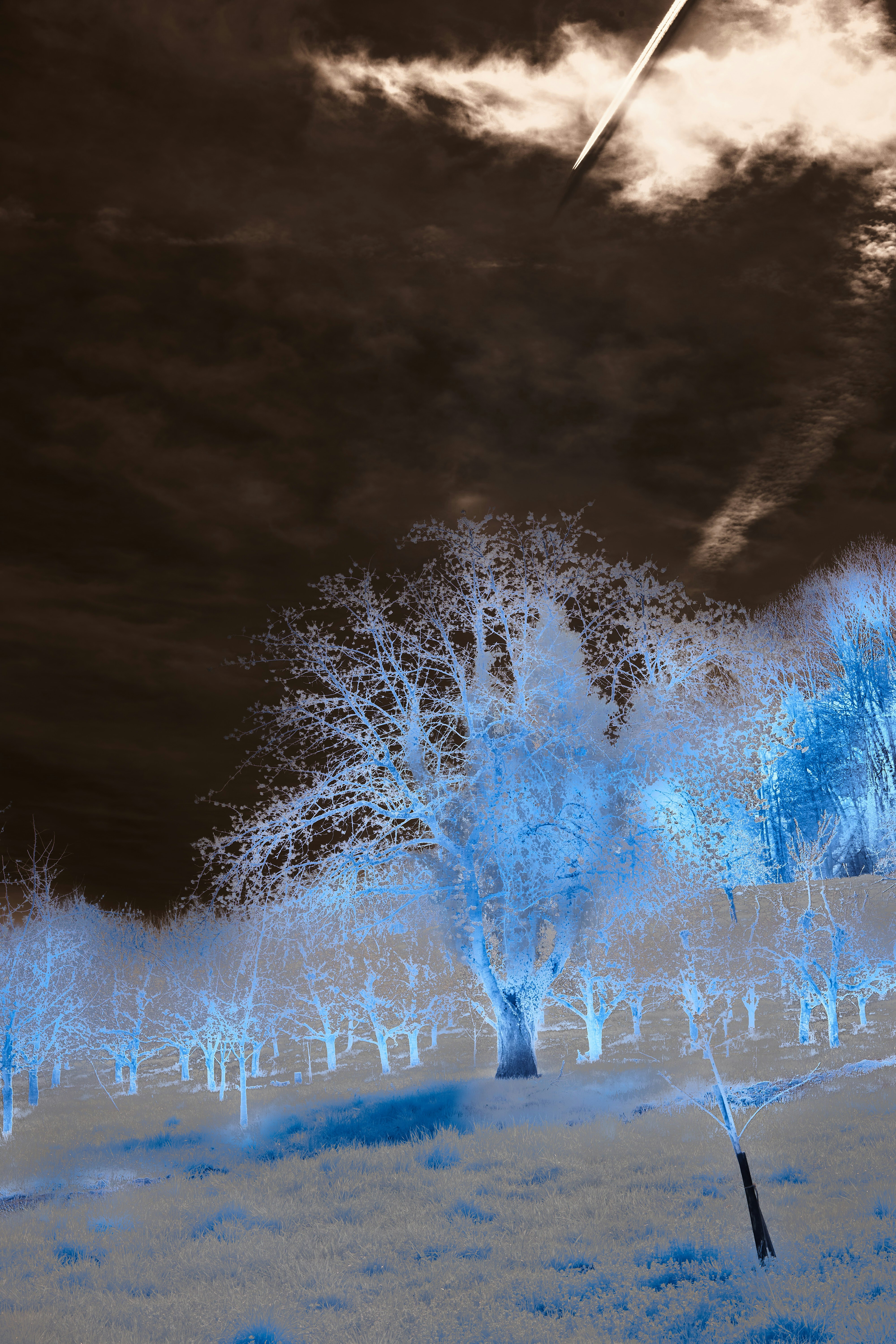 Photo by wolfgang_hasselmann