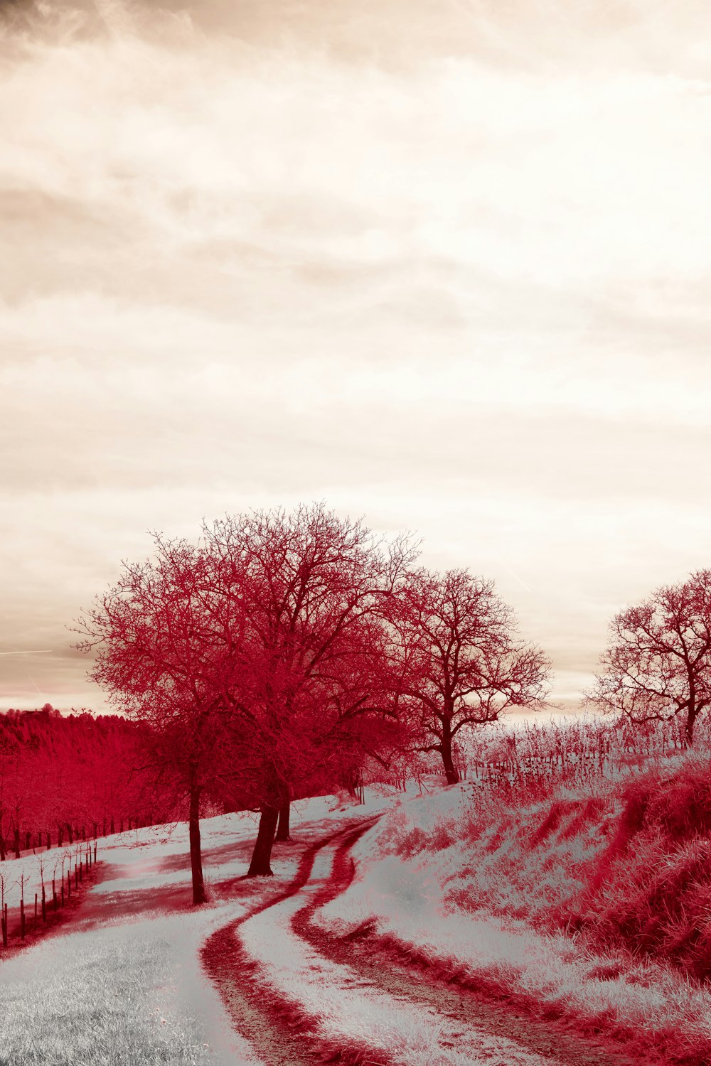 a dirt road with trees on both sides of it