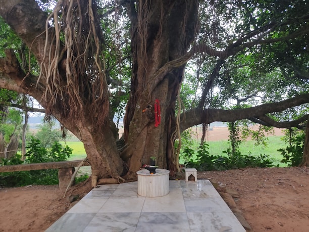 A large tree with extensive branches and hanging aerial roots dominates the scene, set in a natural environment. At the base of the tree is a small marbled platform with ritualistic objects, suggesting a place for worship or meditation. The trees and landscape in the background provide a serene setting.