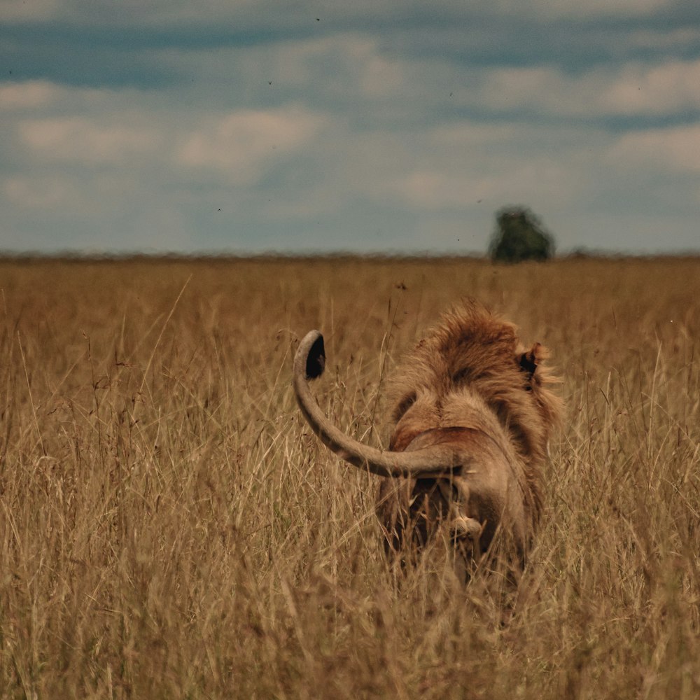 a lion in the middle of a field of tall grass