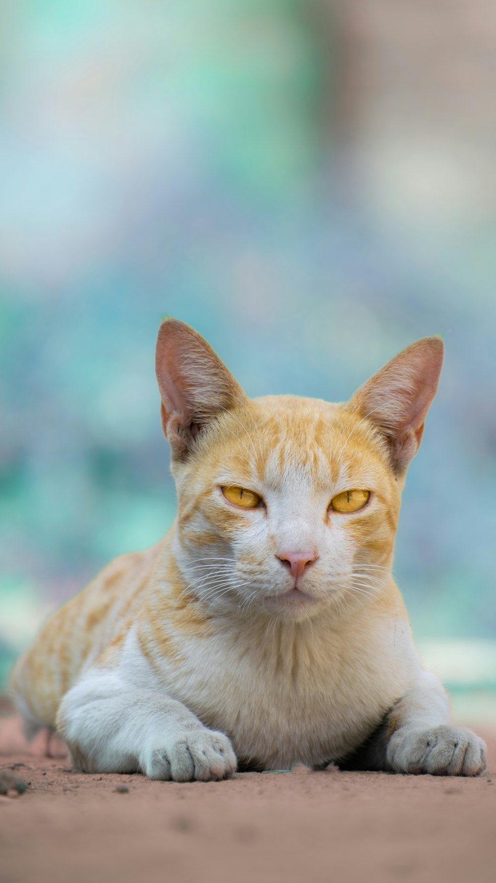 an orange and white cat laying on the ground