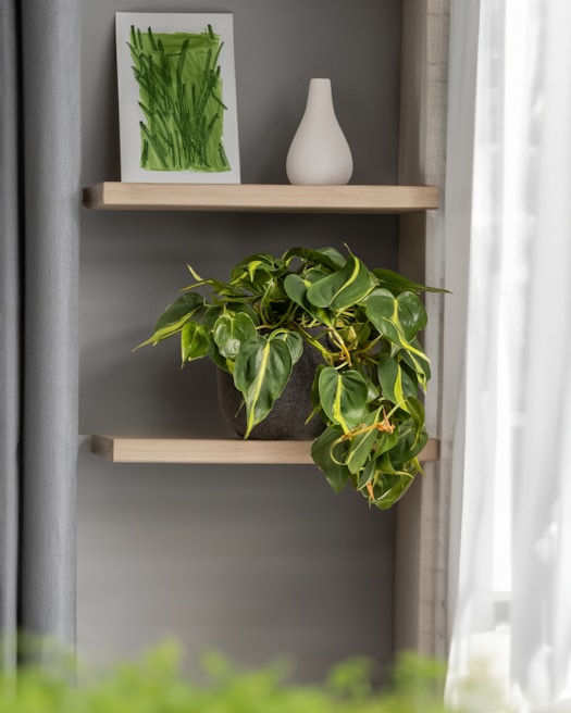 A minimalist interior scene featuring two wooden shelves mounted on a gray wall. The top shelf holds a small white ceramic vase and a framed piece of abstract green artwork. The lower shelf displays a lush green potted plant with trailing leaves. Natural light filters in through a window with sheer curtains, creating a calm and airy atmosphere.