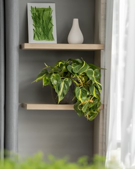 A minimalist interior scene featuring two wooden shelves mounted on a gray wall. The top shelf holds a small white ceramic vase and a framed piece of abstract green artwork. The lower shelf displays a lush green potted plant with trailing leaves. Natural light filters in through a window with sheer curtains, creating a calm and airy atmosphere.
