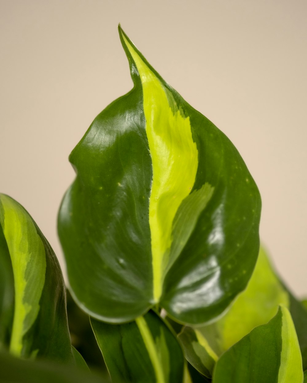 a close up of a green leafy plant