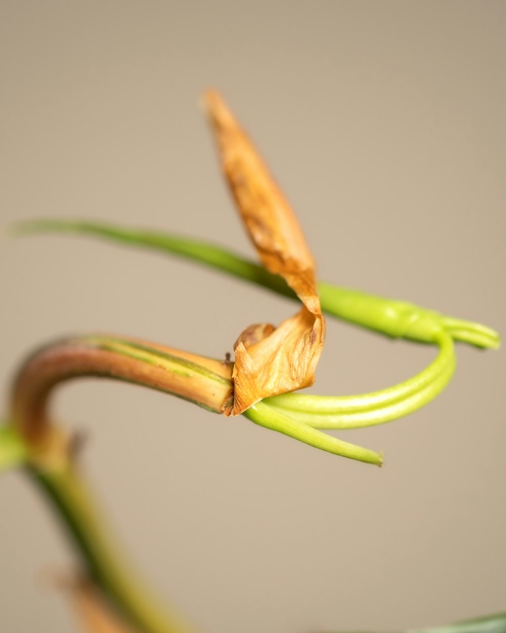 a close up view of a flower bud