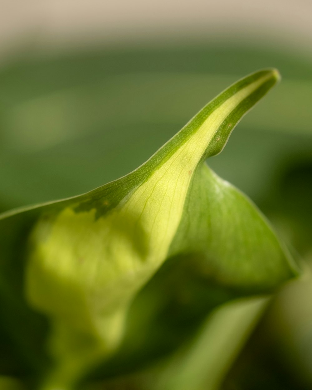 a close up view of a green flower