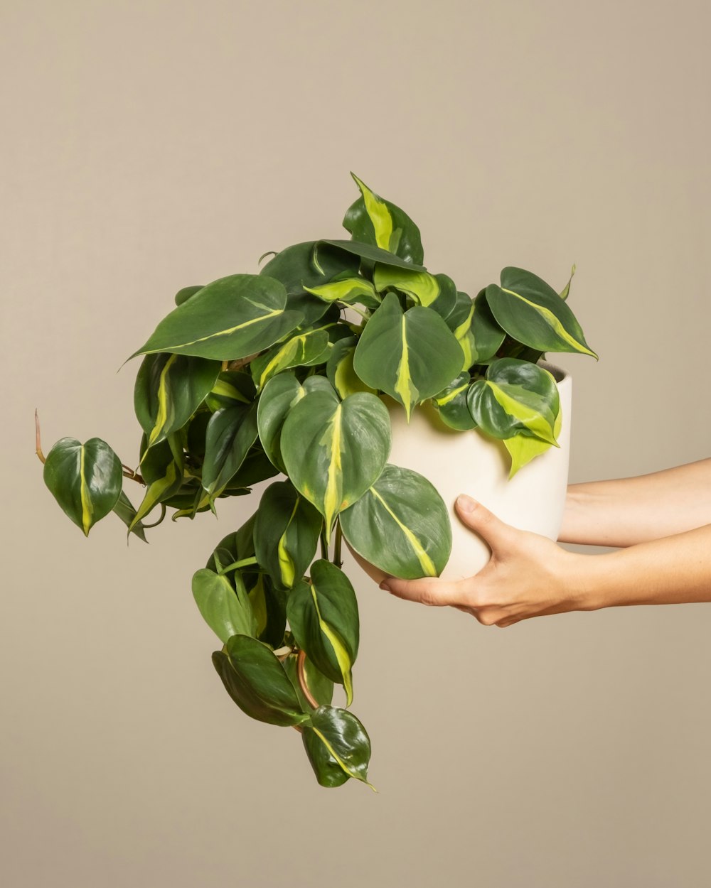 a person holding a potted plant with green leaves