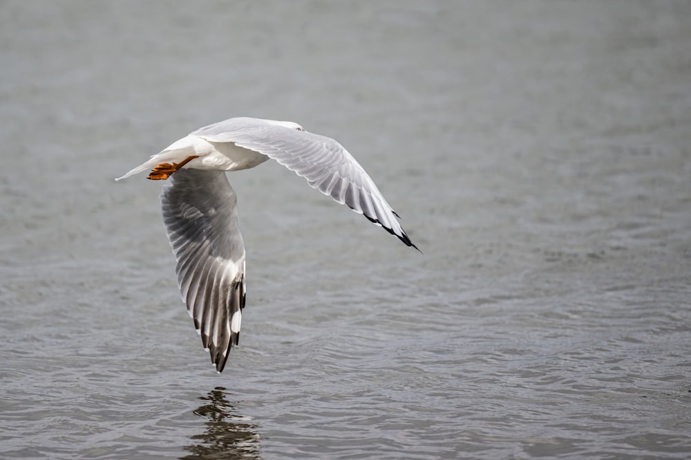 a bird flying over a body of water