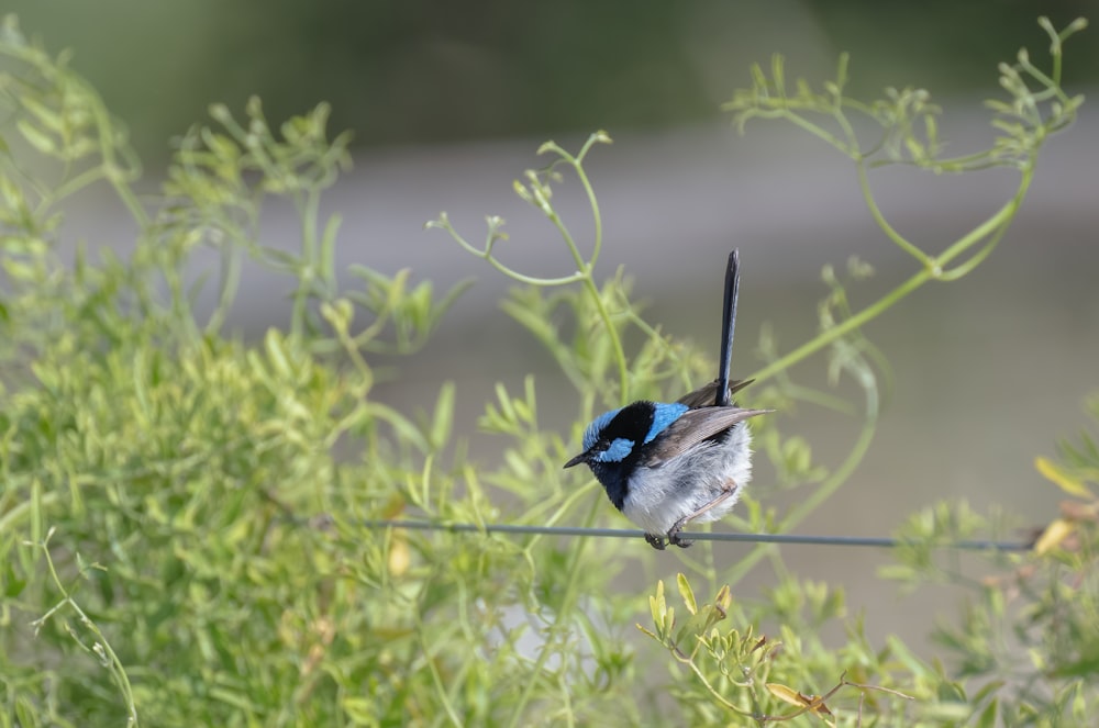 un piccolo uccello blu e bianco seduto su un filo