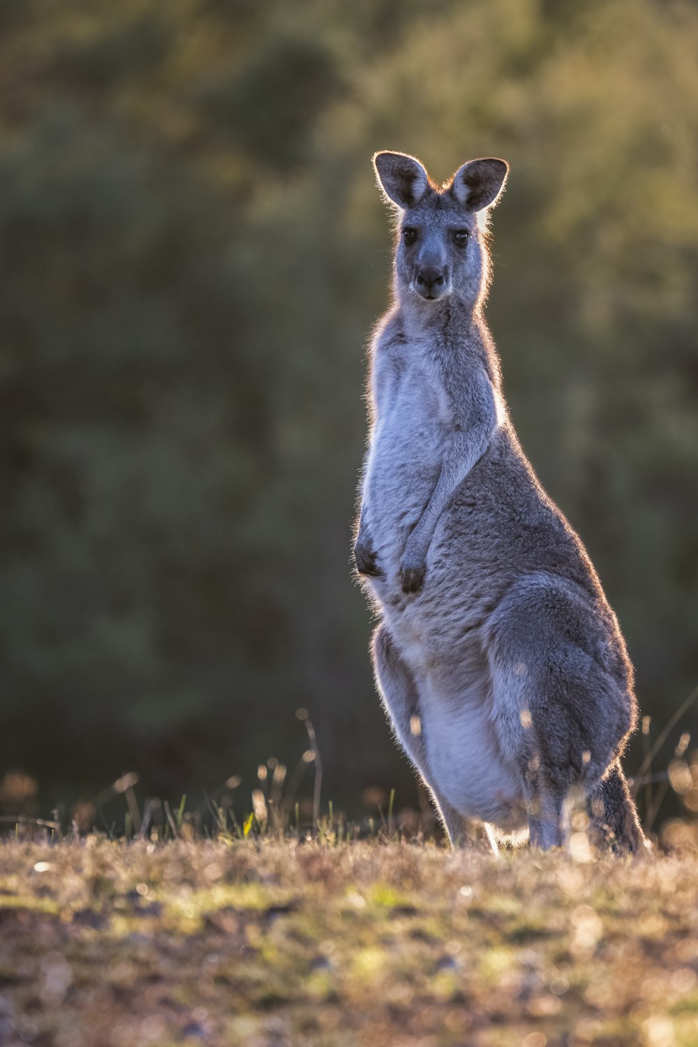 a kangaroo standing on its hind legs in a field