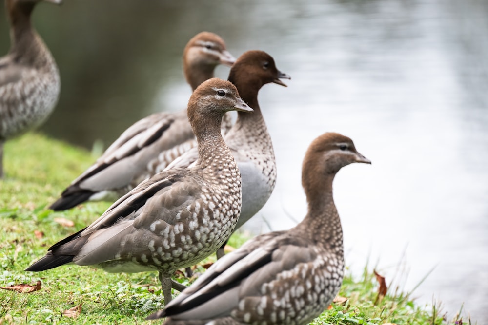 a group of ducks standing next to a body of water