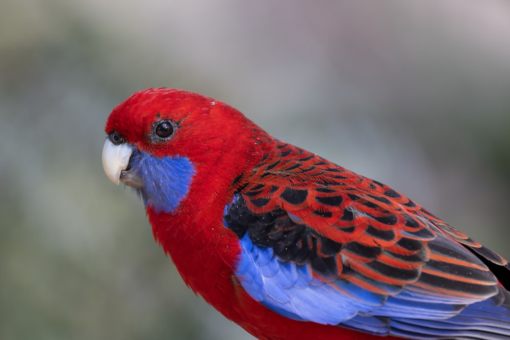 a red, blue, and black bird is perched on a branch